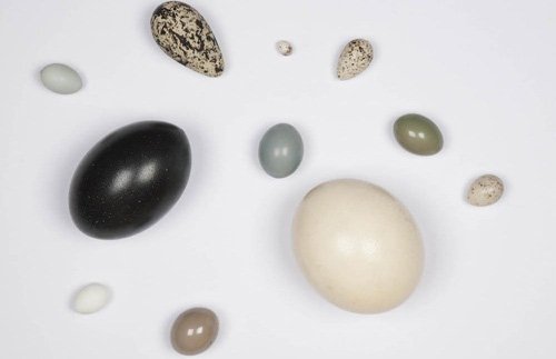 5 điều thú vị về quả trứng