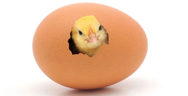 Vỏ trứng đủ mỏng để chim con thoát ra khỏi vỏ khi trứng nở.