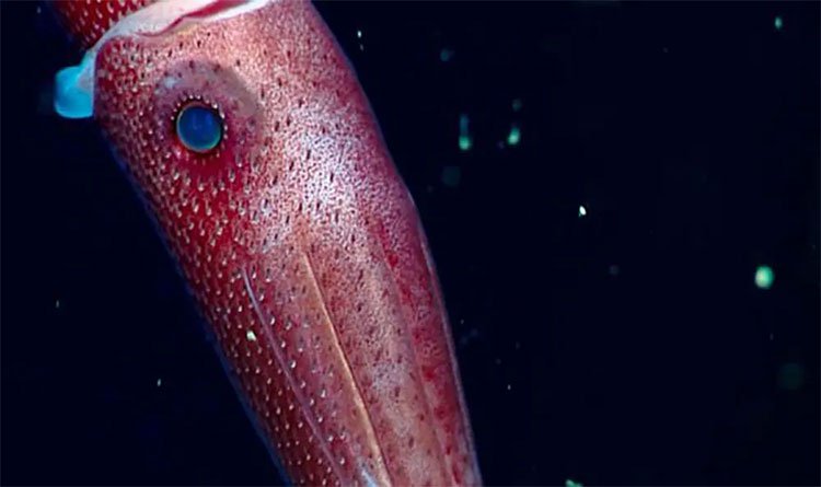 Loài mực kì lạ khiến các nhà khoa học sửng sốt dưới đáy đại dương.