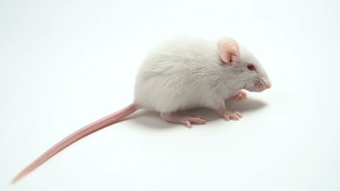 Loài chuột bạch ngày nay vốn được người dân ở vùng Andes, nay là Peru thuần hóa.