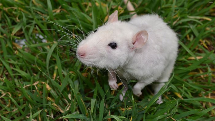 Chuột bạch từng được coi là thú cưng ở một số nơi.