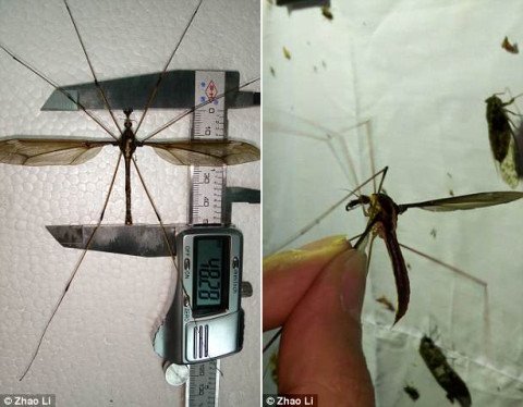 Con muỗi mà ông bắt được có phần thân (từ đầu đến đuôi) dài 5cm.