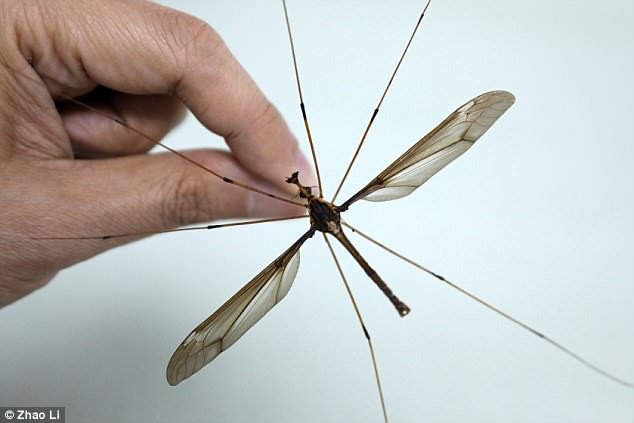 Đây là con muỗi to nhất mà chuyên gia côn trùng này từng trông thấy. 