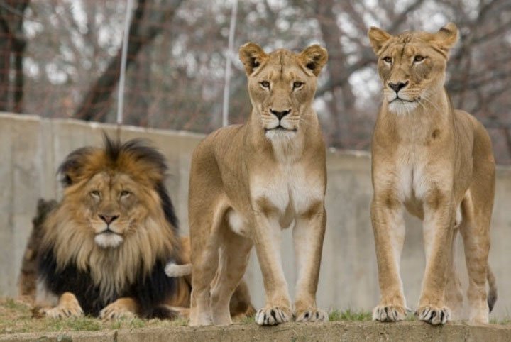 Dù những con sư tử đực trông lớn hơn và dữ dằn hơn nhiều, nhưng sư tử cái lại chiếm ưu thế hơn.