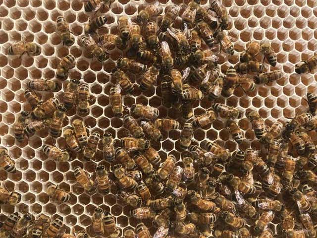 Ong mật đổ đầy mật vào các lỗ sáp trong tổ rồi đậy nắp lại.