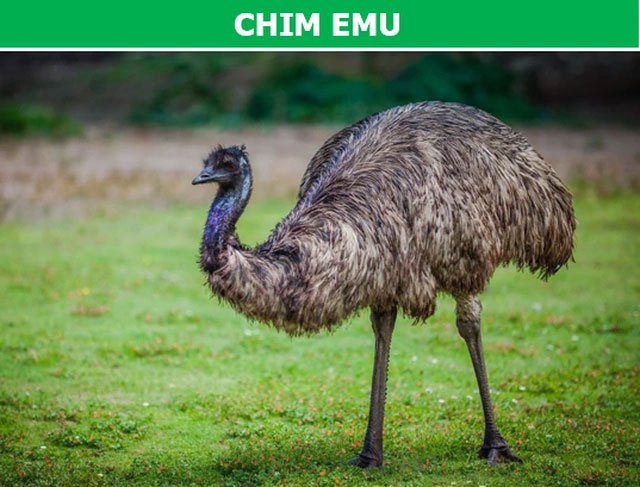 Chim Emu