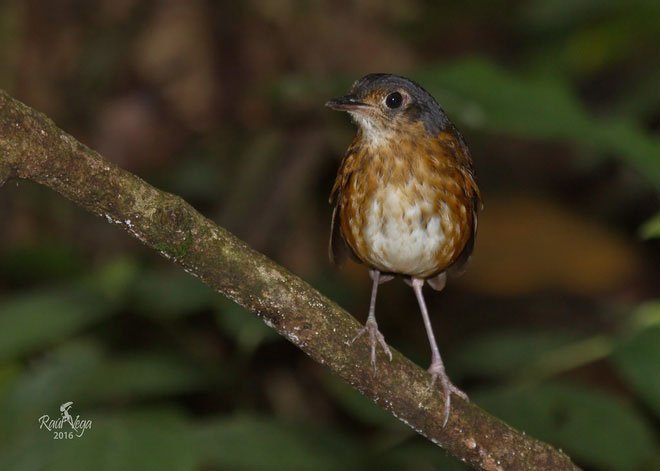 Loài chim này đã chính thức góp phần làm phong phú thêm quần thể các loài chim tại Colombia