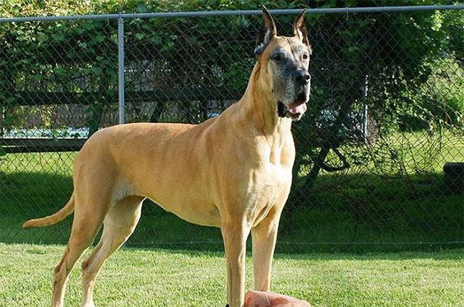Great Dane là một giống chó nhà của Đức nổi tiếng vì kích thước khổng lồ.