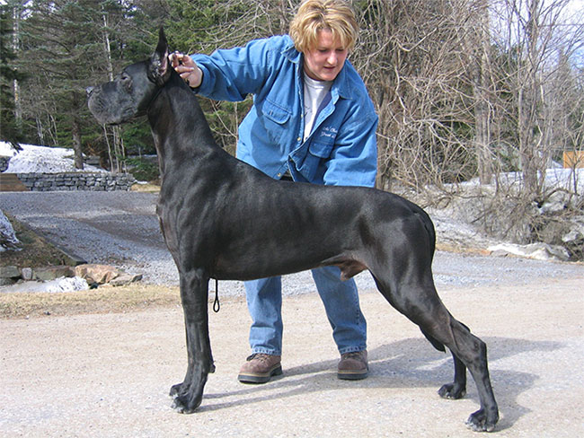 Giống như nhiều giống chó lớn, Great Danes dễ mắc bệnh loạn sản hông.