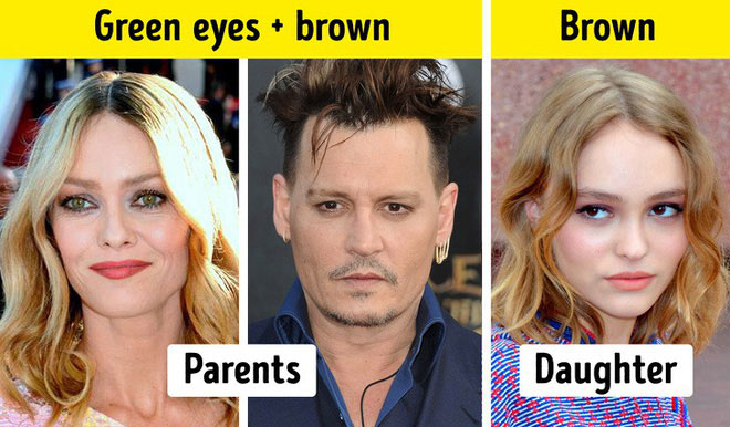 Màu mắt nâu là gene trội, đặc biệt là khi nó đến từ người cha. 