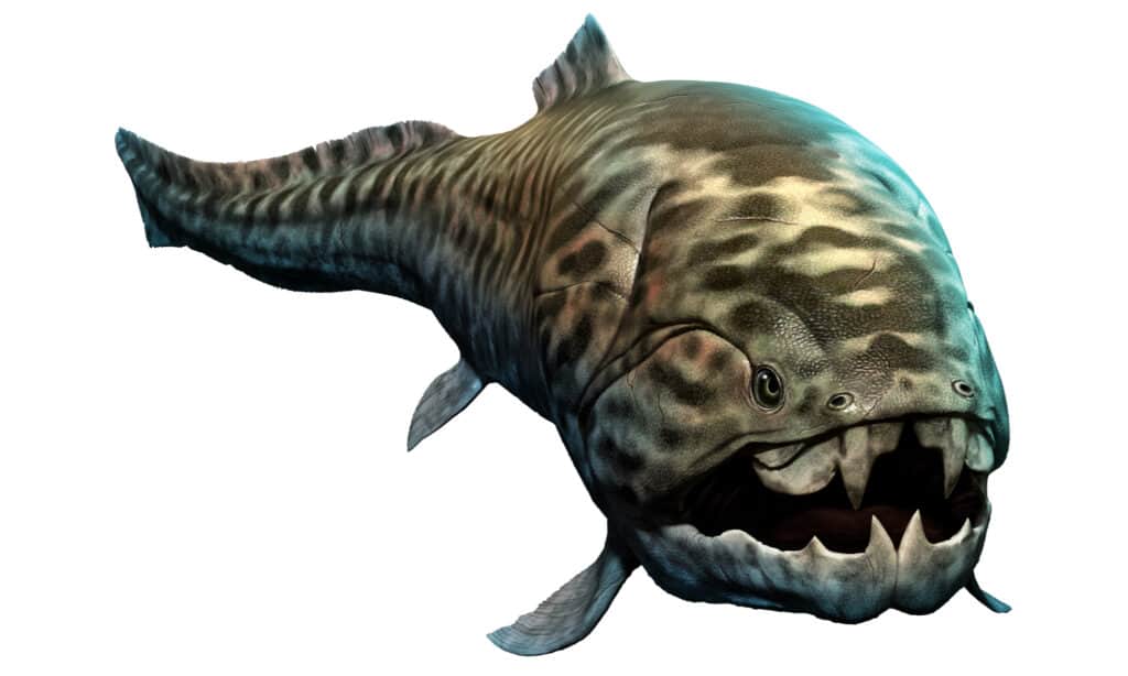 Phát hiện loài cá có thể cắn đứt đôi cơ thể của cá mập trắng lớn - Ảnh 1.