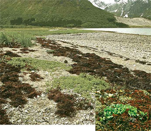 Thảm thực vật ở Holandsfjorden, Bắc Cực Na Uy.