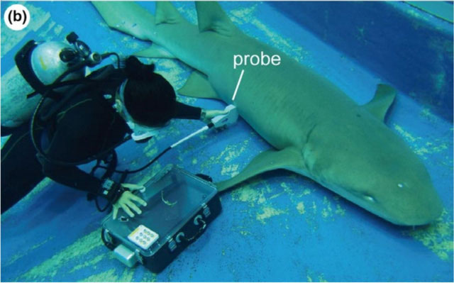 Siêu âm dưới nước cho cá mập y tá hung mang thai. 