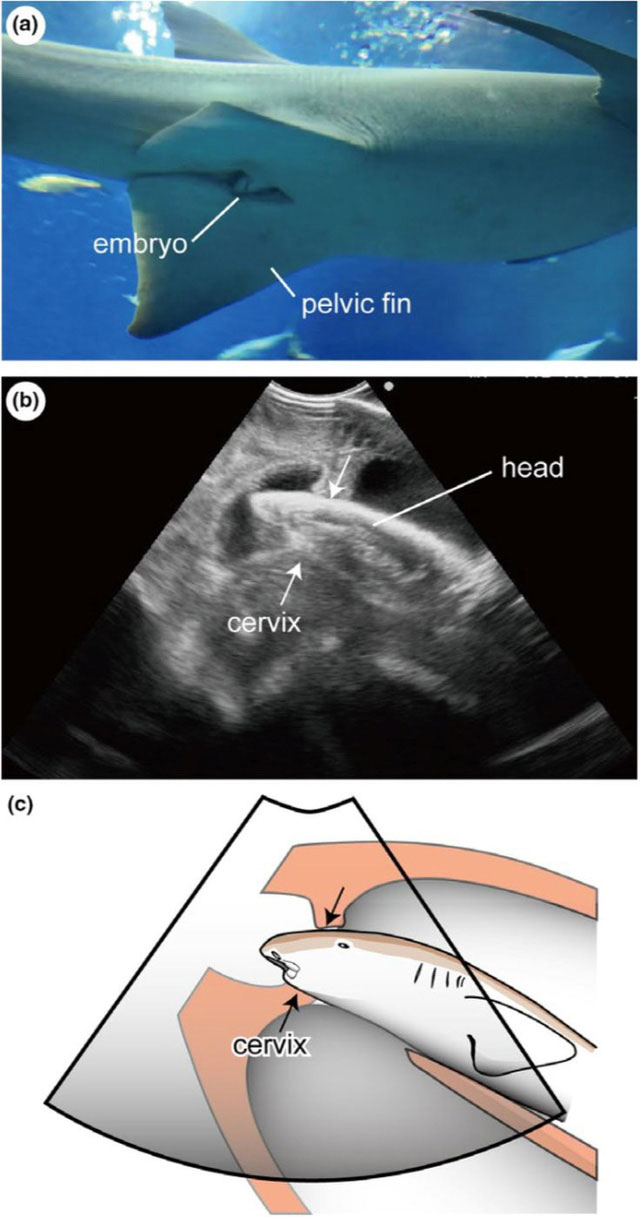 Quan sát thực tế và siêu âm cho thấy cá mập con thò đầu khỏi tử cung mẹ.