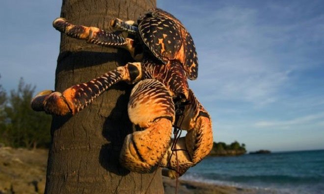 Cua dừa sinh sống trên các hòn đảo ở Thái Bình Dương