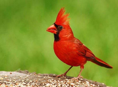 11 loại chim đẹp nhất hành tinh