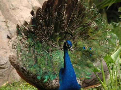 11 loại chim đẹp nhất hành tinh
