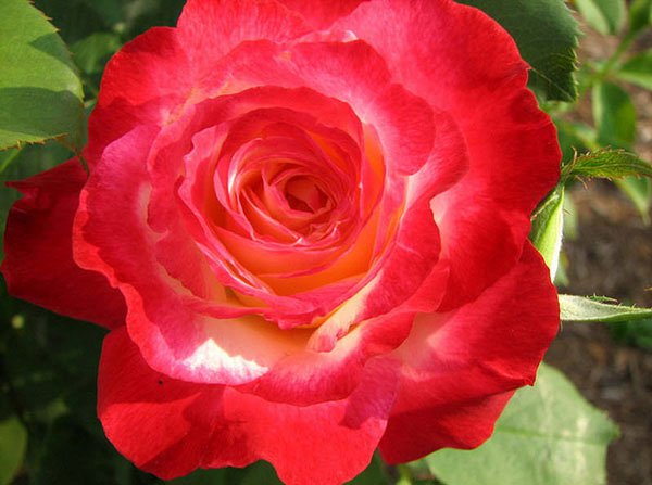 Hoa hồng Double Delight