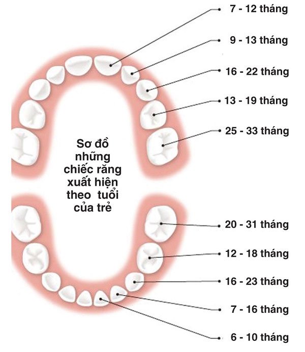 Thông thường đến sinh nhật 3 tuổi, bé sẽ mọc đủ 20 chiếc răng sữa.