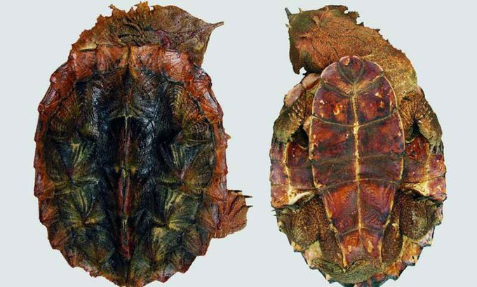 Rùa lá Mata Mata có hình dáng kỳ lạ.