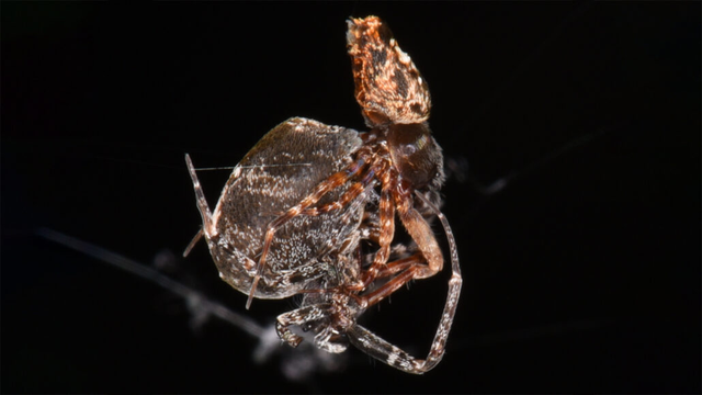 Nhảy vọt đi tránh bị ăn sau khi giao phối, nhện đực chia tay bạn tình ở tốc độ 3 km/h - Ảnh 1.