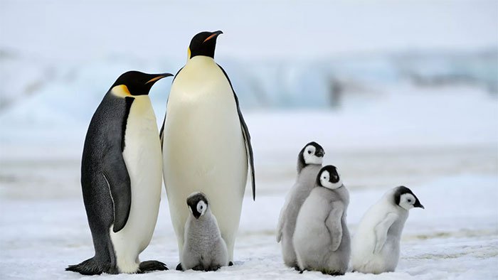 Quần thể chim cánh cụt hoàng đế ở vùng biển Weddell của Nam Cực bị ảnh hưởng