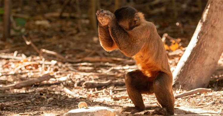 Khỉ sử dụng đá làm công cụ tách hạt.