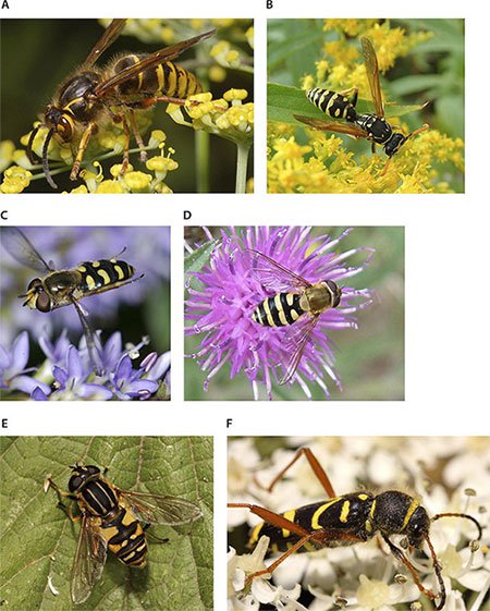 Một số loài ruồi giả ong để sinh tồn.