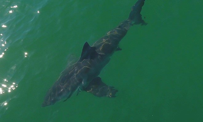 Cá mập lang thang ngày càng nhiều về phía bắc trong vài năm qua