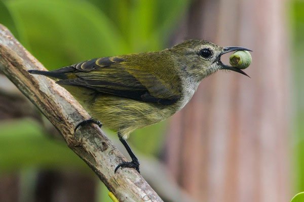 Chim sâu trống có 2 sợi lông đuôi dài hơn so với lông ở những vị trí khác