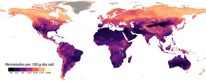 Mật độ tuyến trùng trên 100 gram đất phân bố ở khắp thế giới.