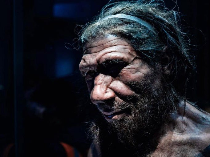 Bản sao người Neanderthal trong viện bảo tàng Lịch sử tự nhiên, London.