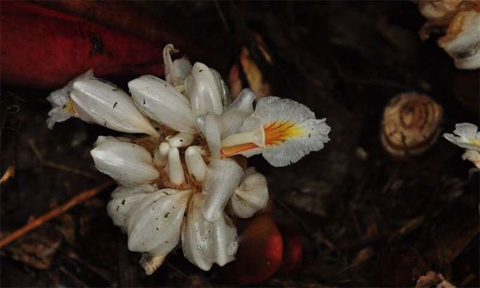 Hoa của loài Amomum ampliflorum.