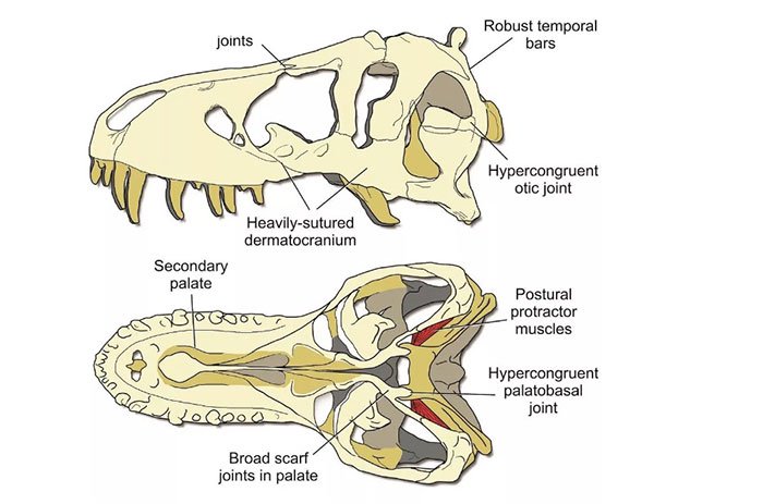 Hộp sọ của T-rex cứng như hộp sọ của linh cẩu và cá sấu.