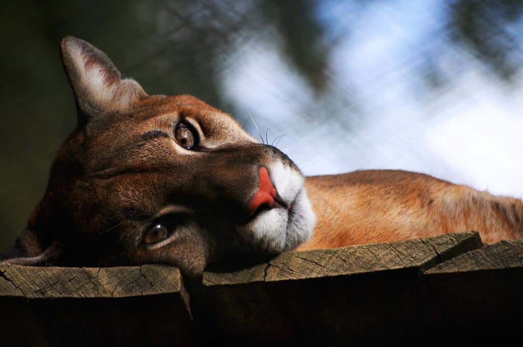 Những sự thật đáng kinh ngạc về loài báo Puma - Ảnh 1.