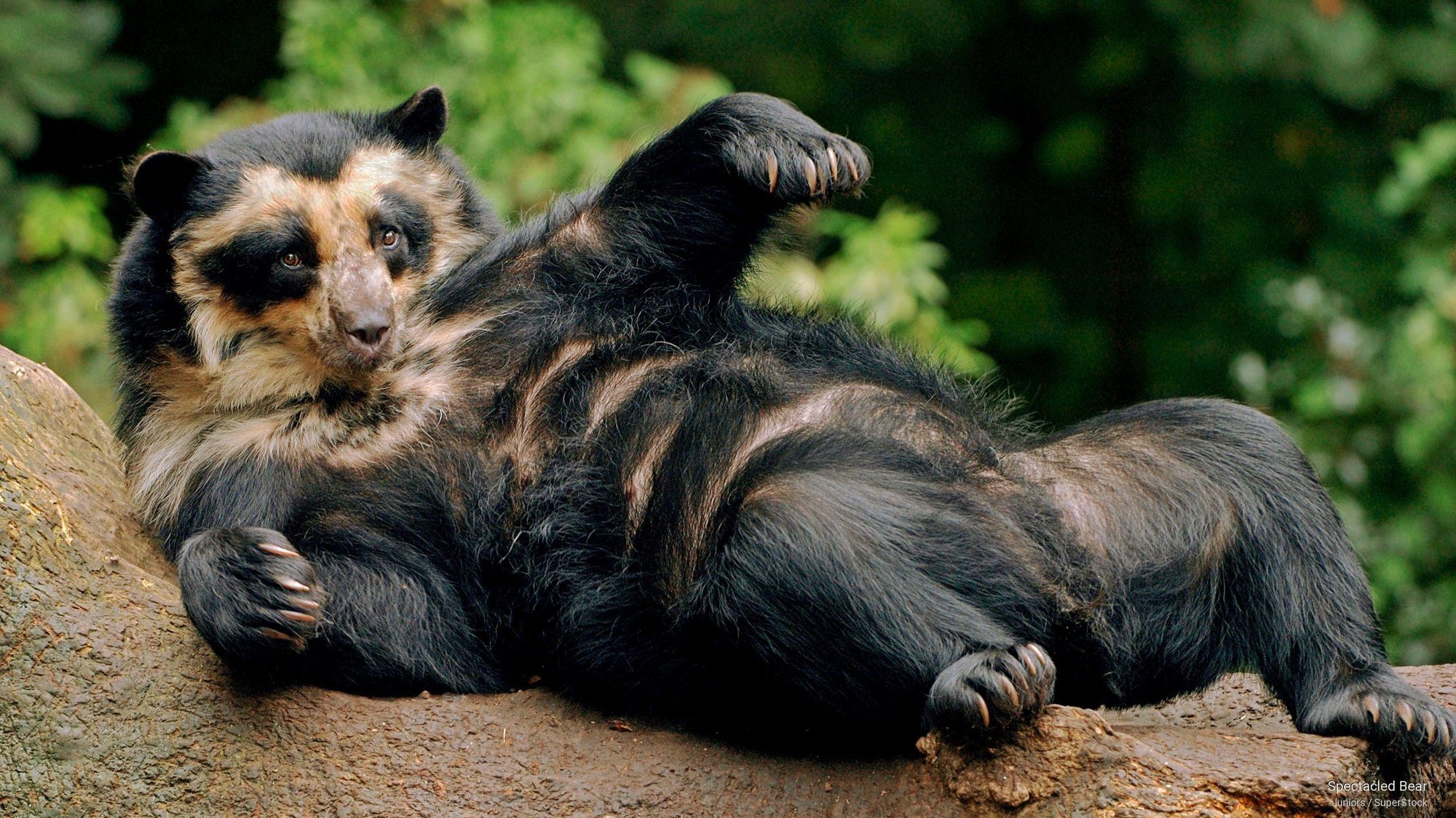 Những loài gấu to lớn nhất còn tồn tại trên hành tinh của chúng ta! - Ảnh 3.
