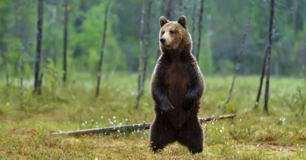 Những loài gấu to lớn nhất còn tồn tại trên hành tinh của chúng ta! - Ảnh 5.
