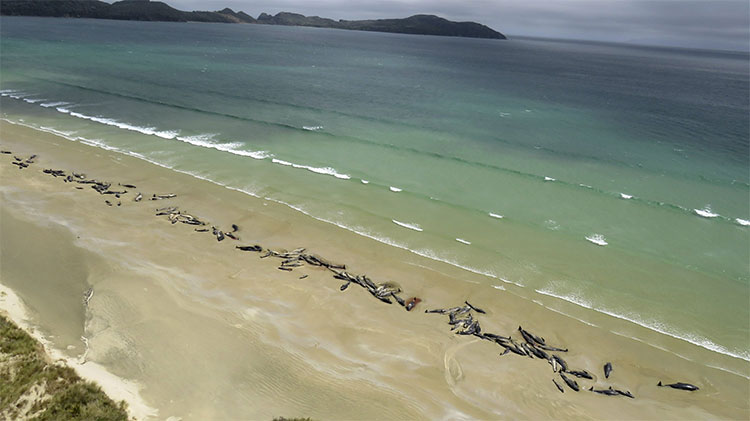 Đàn cá voi hoa tiêu 145 con gặp nạn trên bãi biển New Zealand. 