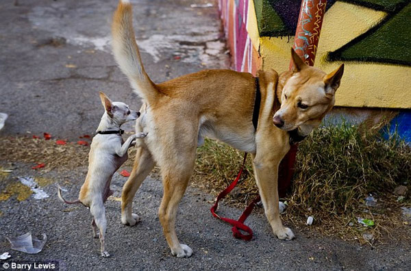 Chó ngửi mông một cá thể khác cùng loài, nó thực tế đang thu thập các thông tin quan trọng.