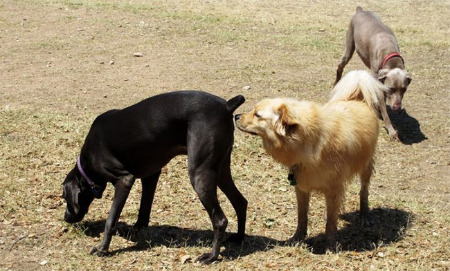 Không phải lúc nào những con chó cũng thích bị một con khác ngửi mông.