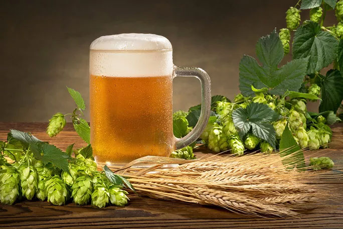 Hoa bia và lúa mạch là 2 nguyên liệu chính làm ra những cốc bia ngon lành