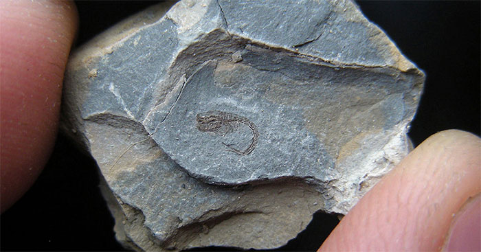 Hóa thạch tôm Eobodotria muisca tồn tại từ kỷ Phấn Trắng.