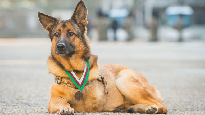 Chó dùng để huấn luyện chủ yếu là hai loài shepherd Đức và Malinois Bỉ.