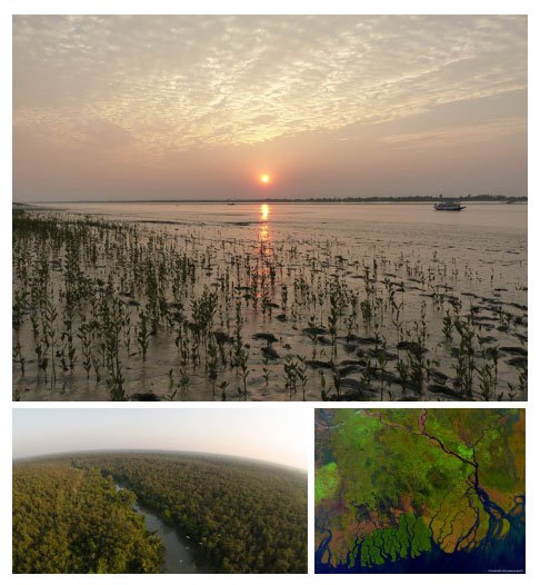 Với mỗi một loại địa hình, Sundarbans lại phát triển một hệ sinh thái riêng.