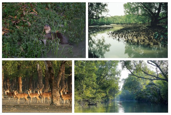 Sundarbans hình thành đủ các loại rừng thấp khác như rừng ngập mặn, rừng duyên hải, rừng hỗn hợp...