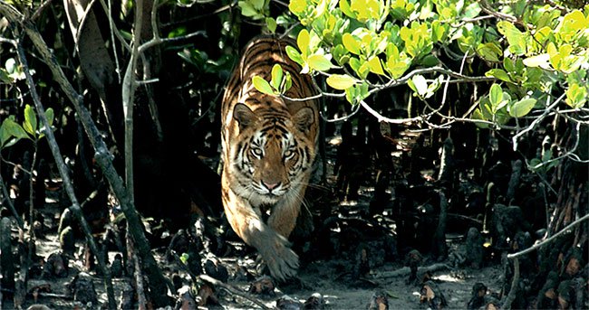 Hổ Bengal điển hình bởi sắc lông màu cam hoặc nâu sáng với những vằn đen đẹp mắt.