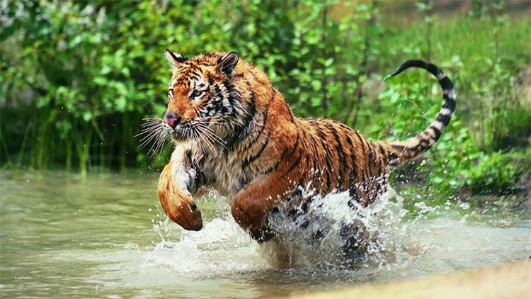 Hổ Bengal còn sở hữu khả năng bơi vô địch.
