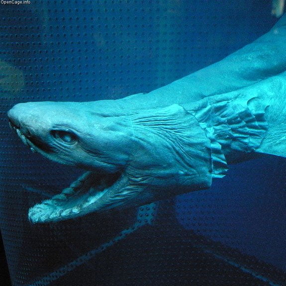 Cá mập diềm