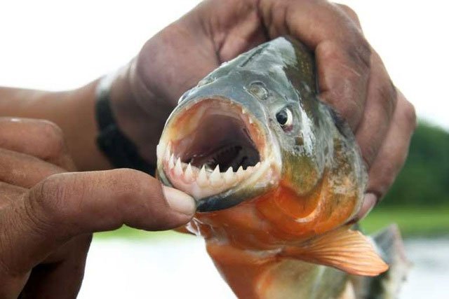 Một con piranha bắt được tại sông Amazon.