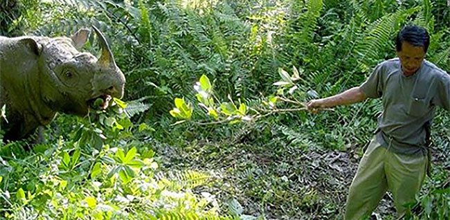 Tam - chú tê giác đực Sumatra cuối cùng của Malaysia đã qua đời.
